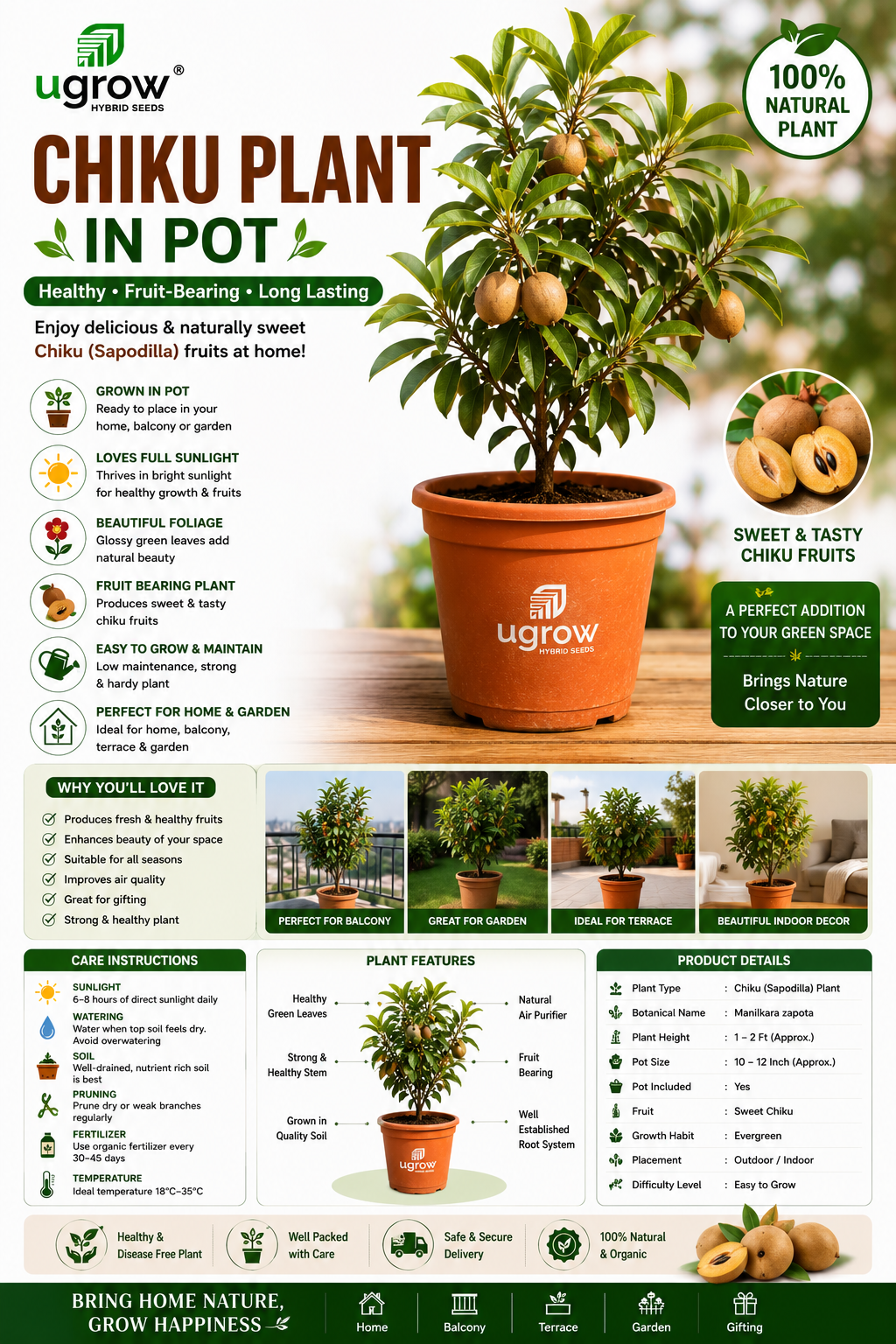Live Chiku Plant in Pot | Sapodilla Fruit Plant | Healthy Fruit Bearing Live Plant for Home Garden, Balcony & Terrace | Easy to Grow Outdoor Plant
