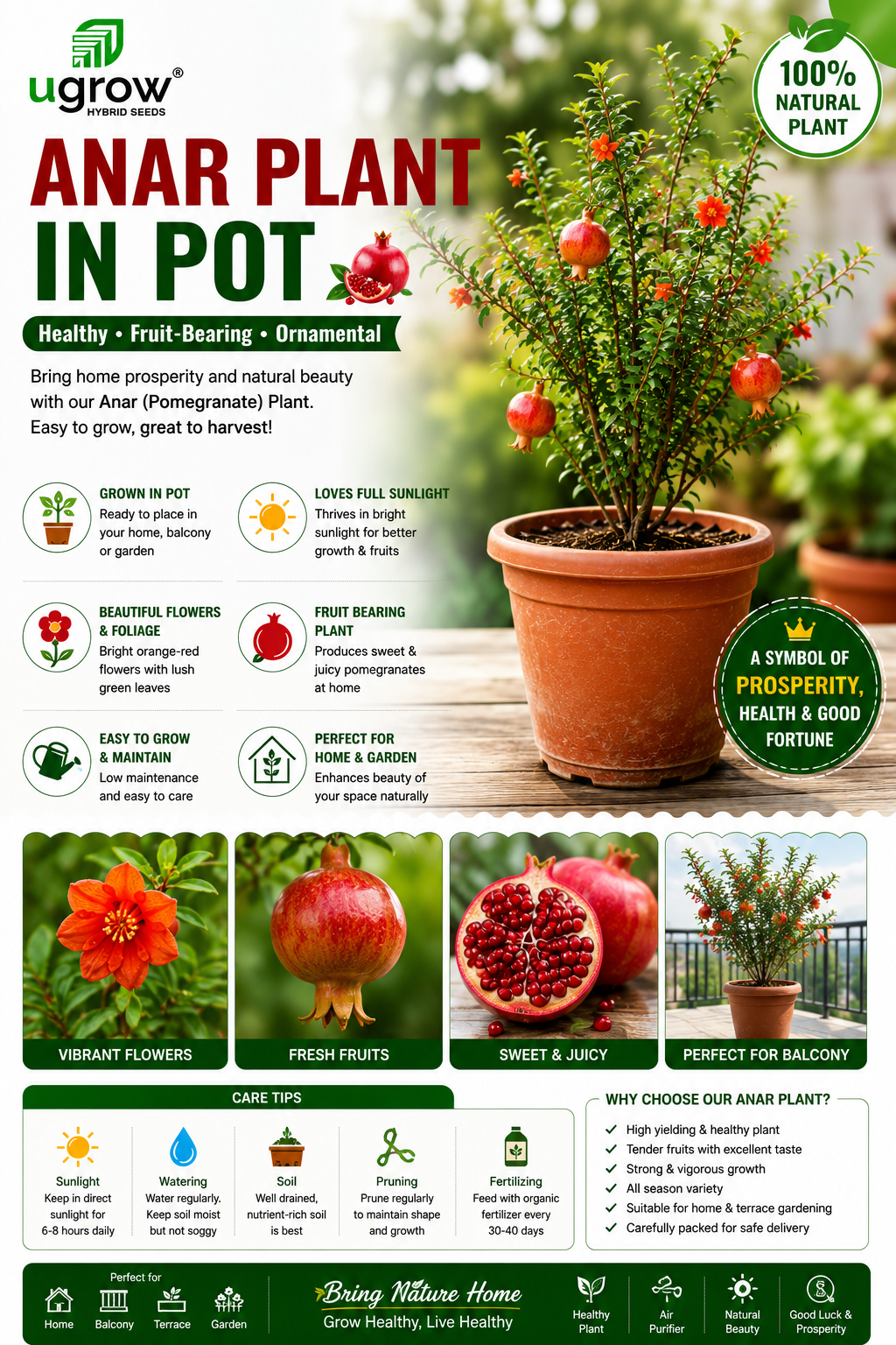 Anar (Pomegranate) Plant in Pot