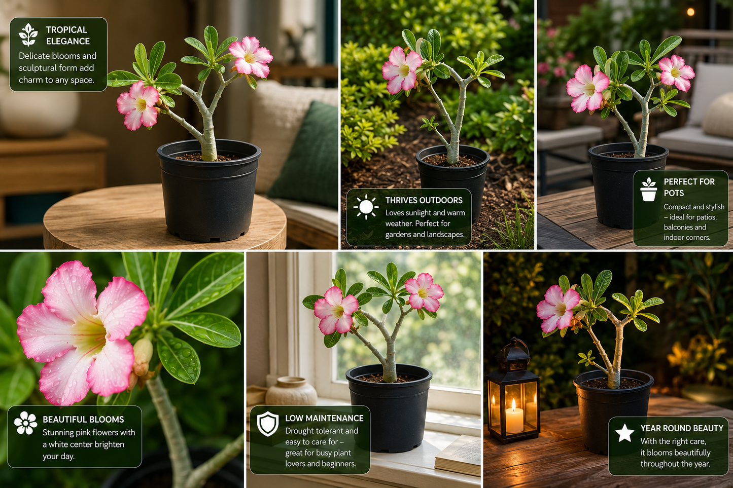 Desert Rose Live Plant (Adenium obesum) | Flowering Succulent Bonsai Plant with Pink Blooms | Low Maintenance Ornamental Plant for Home, Balcony & Garden