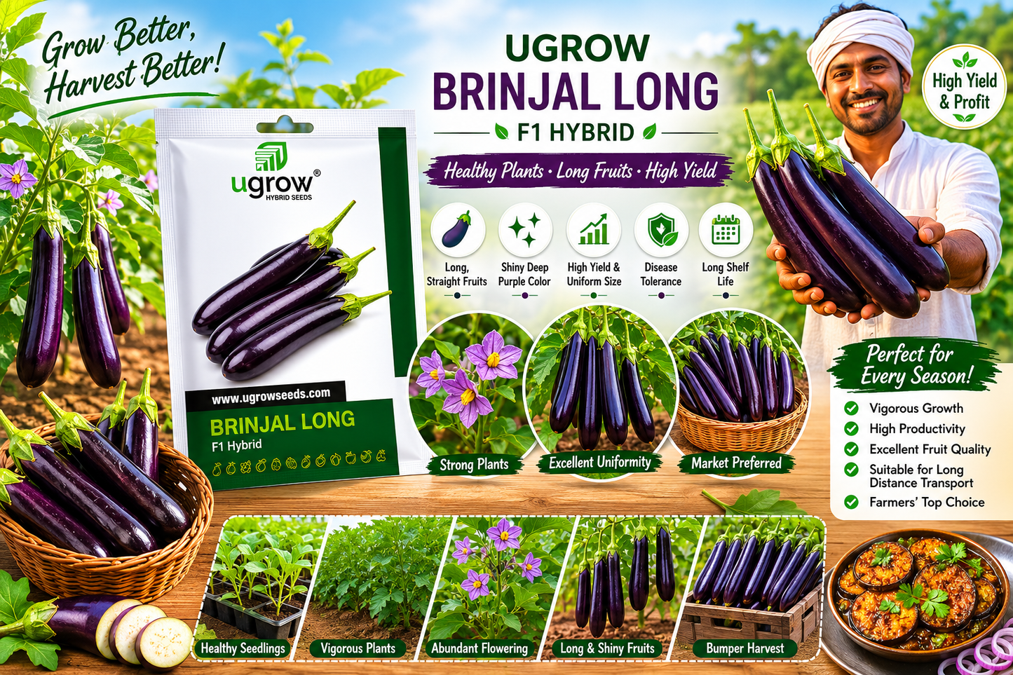 Ugrow Brinjal Long F1 Hybrid Seeds | High Yield Long Purple Eggplant Seeds | Disease Tolerant Hybrid Brinjal Variety | Suitable for Kharif, Rabi & Summer Cultivation
