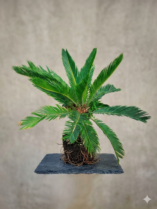 Sago Palm Live Plant (Cycas revoluta) for Home & Garden, Ornamental Indoor Outdoor Palm Plant with Lush Green Fronds, Decorative Tropical Cycad Plant
