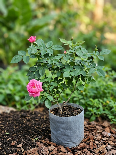 remium Miniature Pink Rose Plant Live for Home Garden, Ready-to-Grow Flowering Rose Plant in Reusable Grow Bag with Organic Potting Soil
