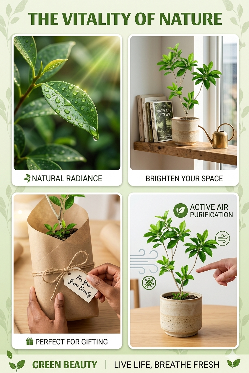 Green Beauty Live Indoor Plant for Home & Office (highbred), Air Purifying Decorative Plant in Grow Bag, Easy-Care Natural Indoor Outdoor Plant for Balcony & Garden