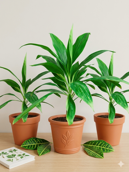 Dracaena Ti Plant (Cordyline fruticosa) Live Plant – Tropical Indoor Air Purifying Houseplant, Low Maintenance Evergreen Foliage Plant for Home & Office Déco
