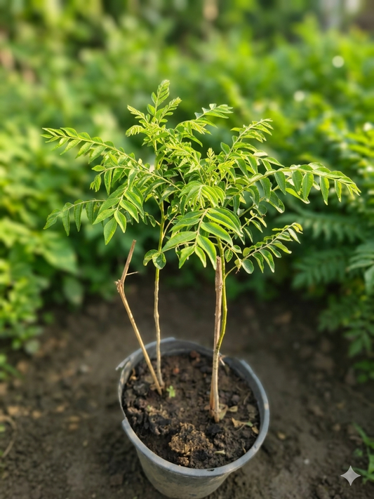 ( Big ) Curry Leaf Plant Live (Murraya koenigii) – Aromatic Culinary Herb Plant, Evergreen Curry Tree for Home Garden, Balcony & Kitchen Gardening