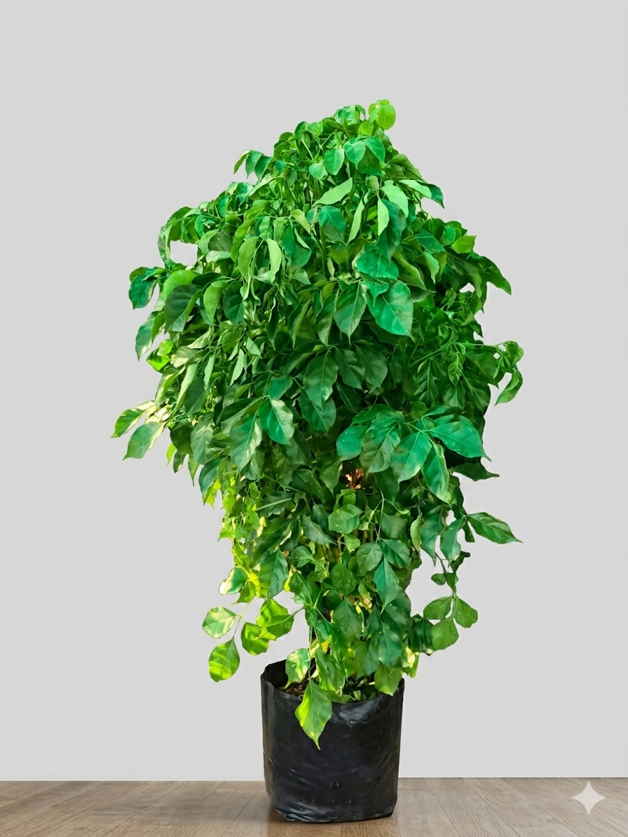 China Doll Plant Live (Radermachera sinica) – Evergreen Indoor Air Purifying Houseplant, Glossy Foliage Plant for Home, Office & Living Room Décor