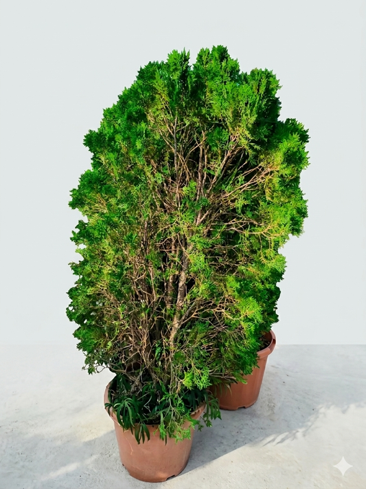 Thuja Arborvitae Live Plant | Evergreen Privacy Tree | Fast Growing Ornamental Conifer | Low Maintenance Outdoor Plant | 2-3 Year Old Nursery Plant in Pot