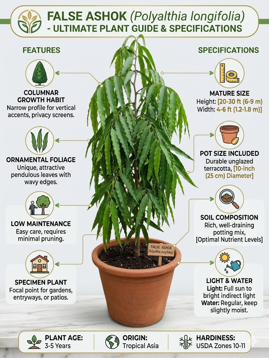 medium size False Ashok (Polyalthia longifolia) Live Plant | Evergreen Ornamental Tree | Fast Growing Privacy & Landscape Plant | Low Maintenance Outdoor Plant | Nursery-Grown Live Plant