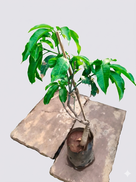 Mango Live Grafted Plant (Choc Anan Variety) | High Yielding Mango Tree Sapling | Premium Nursery Grown Fruit Plant