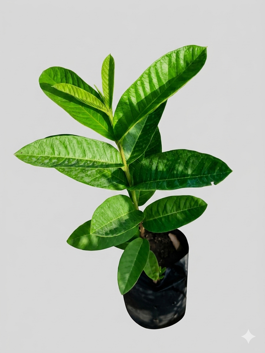 Guava Bonsai Live Plant (Psidium guajava) | Dwarf Fruit Bearing Bonsai Tree | Ornamental & Edible Indoor Outdoor Plant