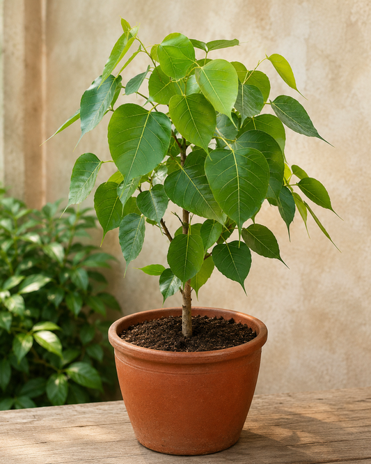 Pipal Plant Live (Ficus religiosa) | Sacred Peepal Tree Plant in Pot | Air Purifying Outdoor & Indoor Plant | Fast Growing Evergreen Plant for Home Garden, Balcony & Terrace