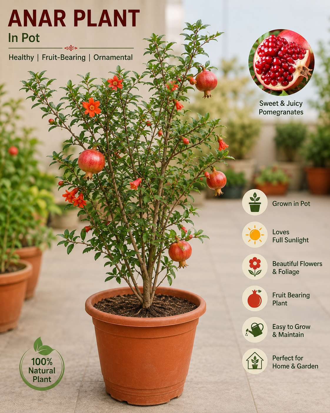 Anar (Pomegranate) Plant in Pot