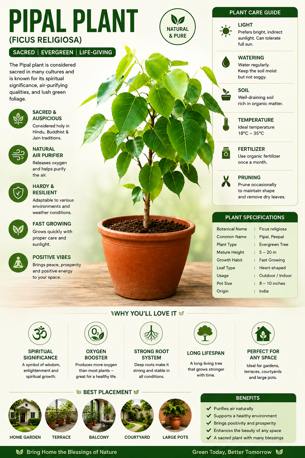 Pipal Plant Live (Ficus religiosa) | Sacred Peepal Tree Plant in Pot | Air Purifying Outdoor & Indoor Plant | Fast Growing Evergreen Plant for Home Garden, Balcony & Terrace