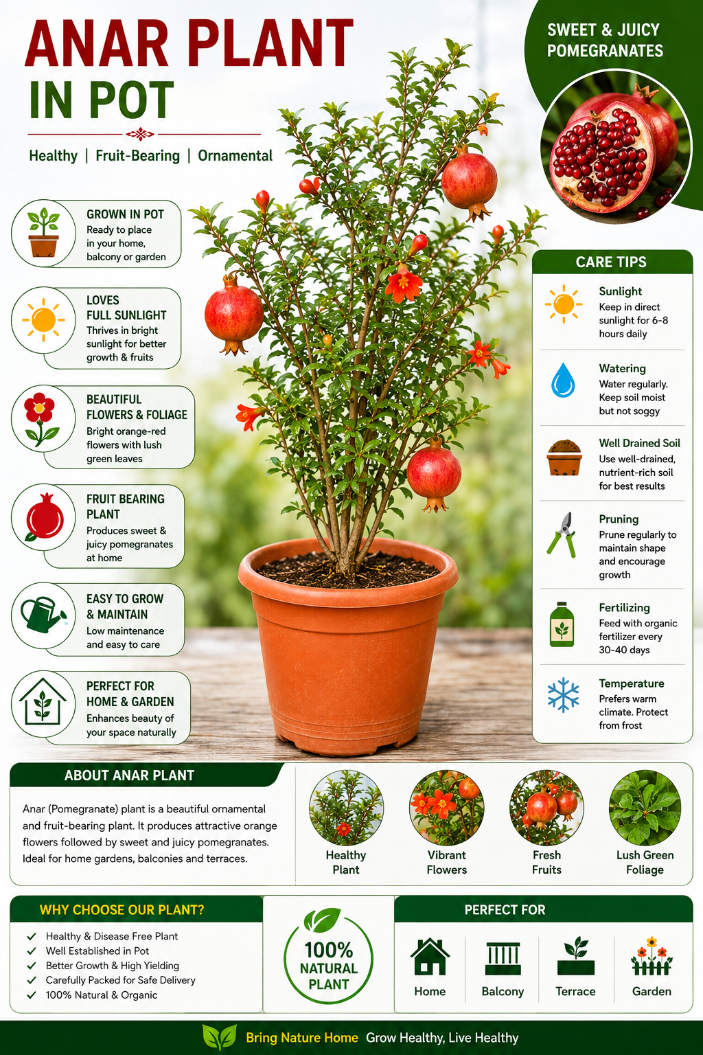 Anar (Pomegranate) Plant in Pot