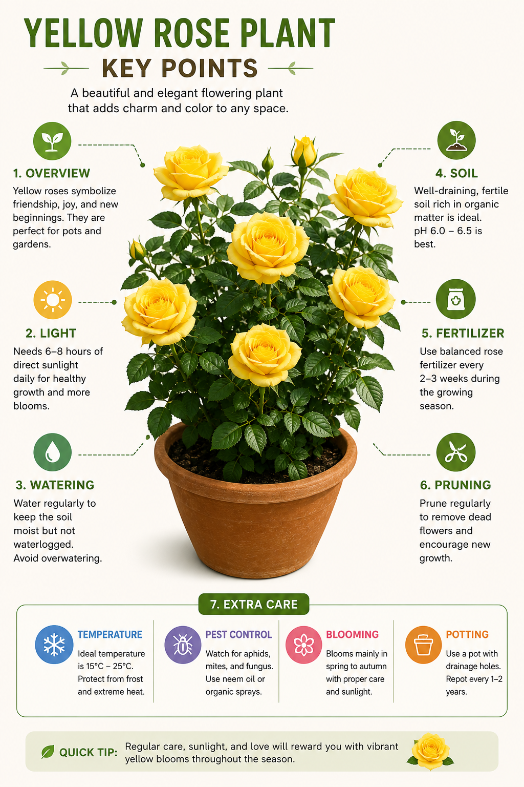 YELLOW ROSE PLANT Bright Blooms for a Cheerful Garden