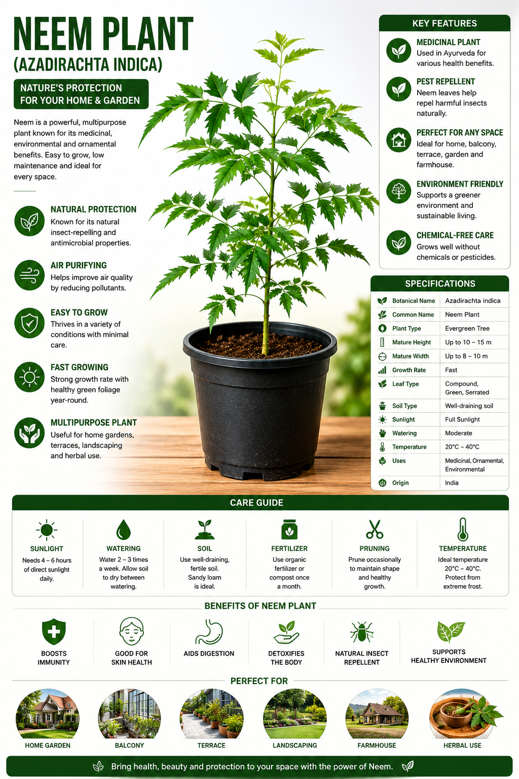 Neem Plant Live Sapling (Azadirachta indica) | Medicinal & Air Purifying Plant | Natural Pest Repellent Tree | Healthy Outdoor Garden Plant in Nursery Pot