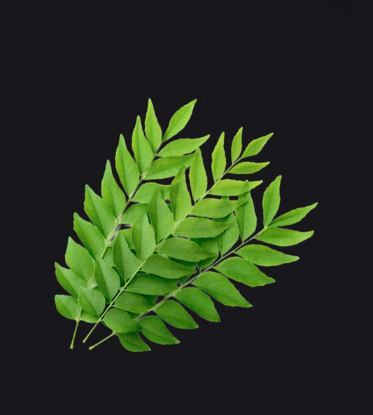 Fresh Curry Leaves (Kadi Patta) | Farm Fresh Natural Aromatic Leaves | Premium Cooking Herb ( 50 grams )