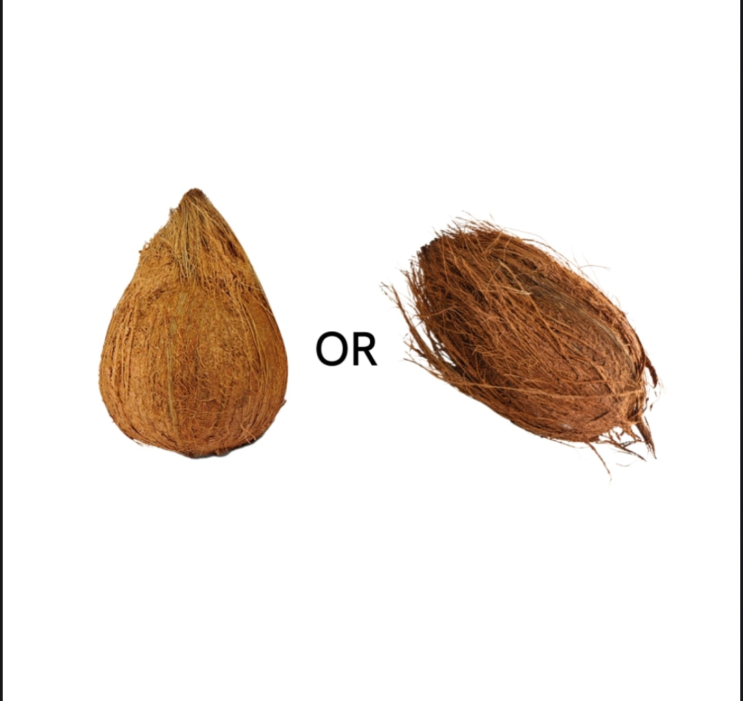 Fresh Whole Coconut (Nariyal) | Farm Fresh Natural Coconut Premium Raw Coconut for Cooking & पूजा ( 1 pc )