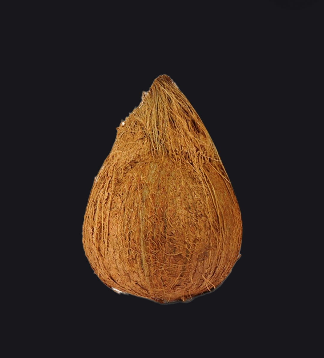 Fresh Whole Coconut (Nariyal) | Farm Fresh Natural Coconut Premium Raw Coconut for Cooking & पूजा ( 1 pc )