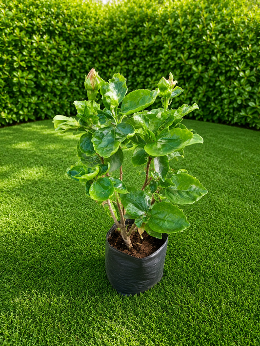 Aromatic Evergreen Shrub Live Plant | Glossy Green Fragrant Foliage Plant for Hedges, Borders, Patios & Landscaping | Low Maintenance Tropical Shrub