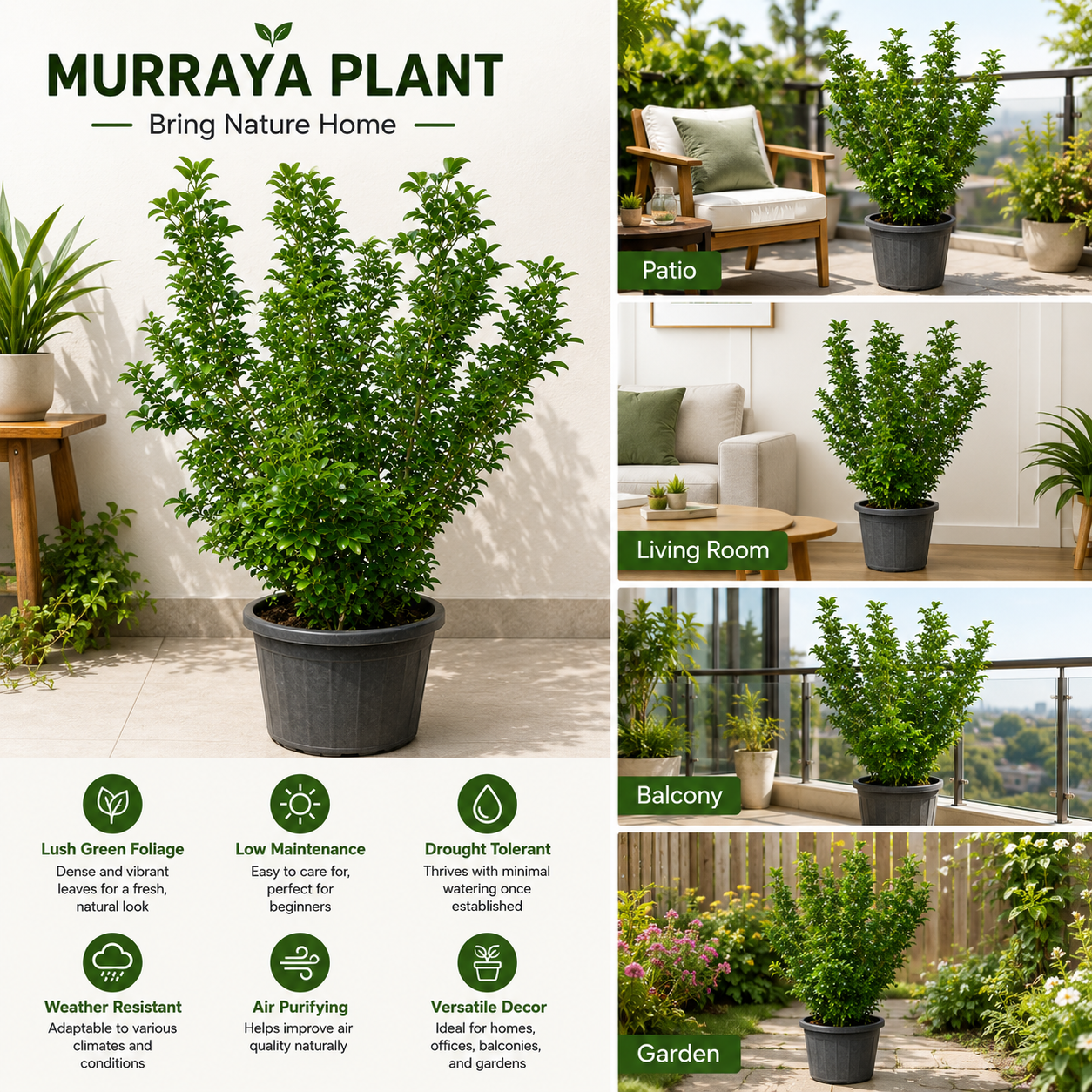 Murraya Plant Live Indoor Outdoor Green Plant in Pot ( small ) | Low Maintenance Air Purifying Decorative Plant for Home Balcony Patio Garden Décor