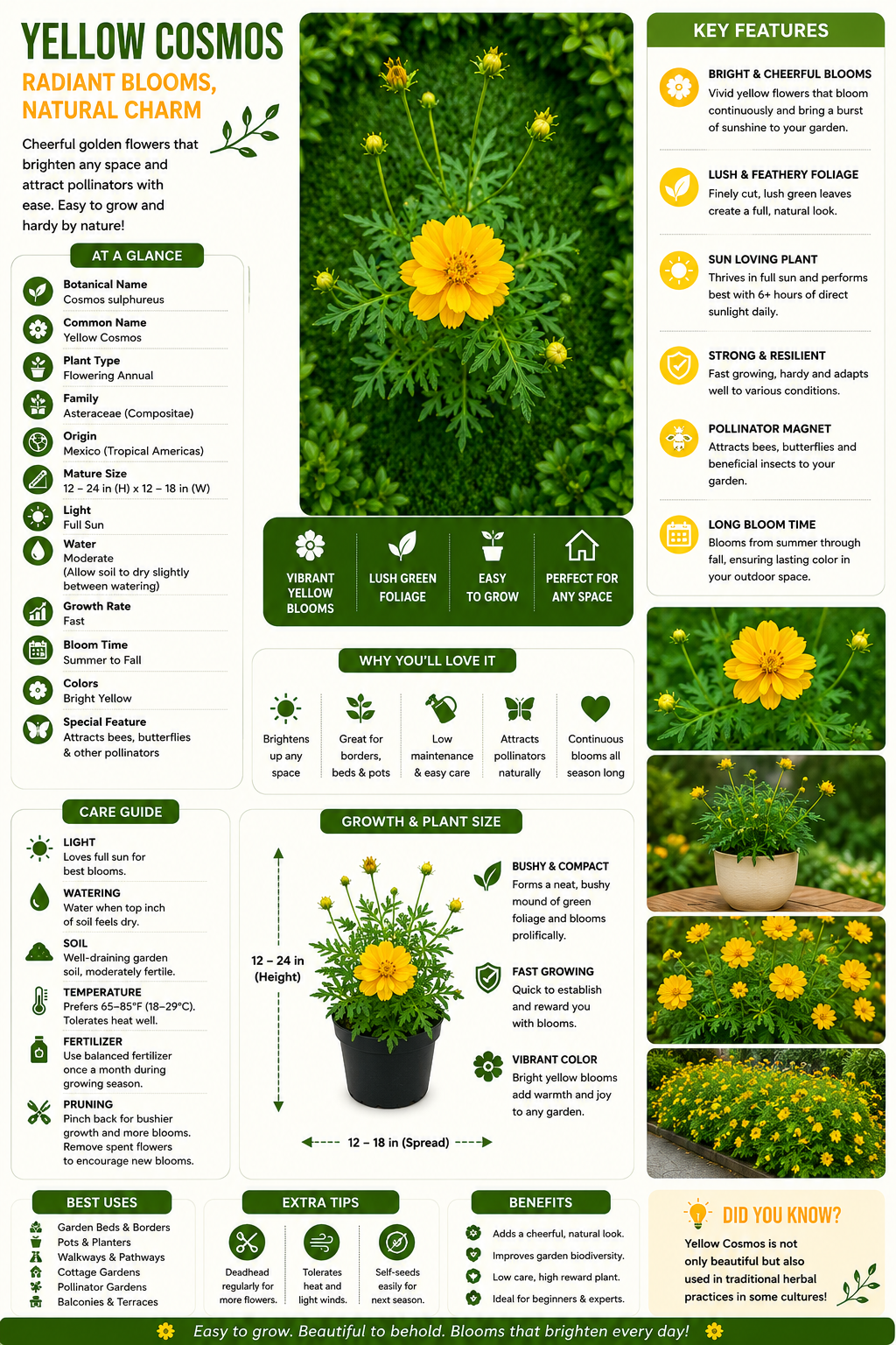ellow Cosmos Live Flowering Plant (Cosmos sulphureus) | Bright Yellow Bloom Ornamental Garden Plant for Pots, Borders & Balcony