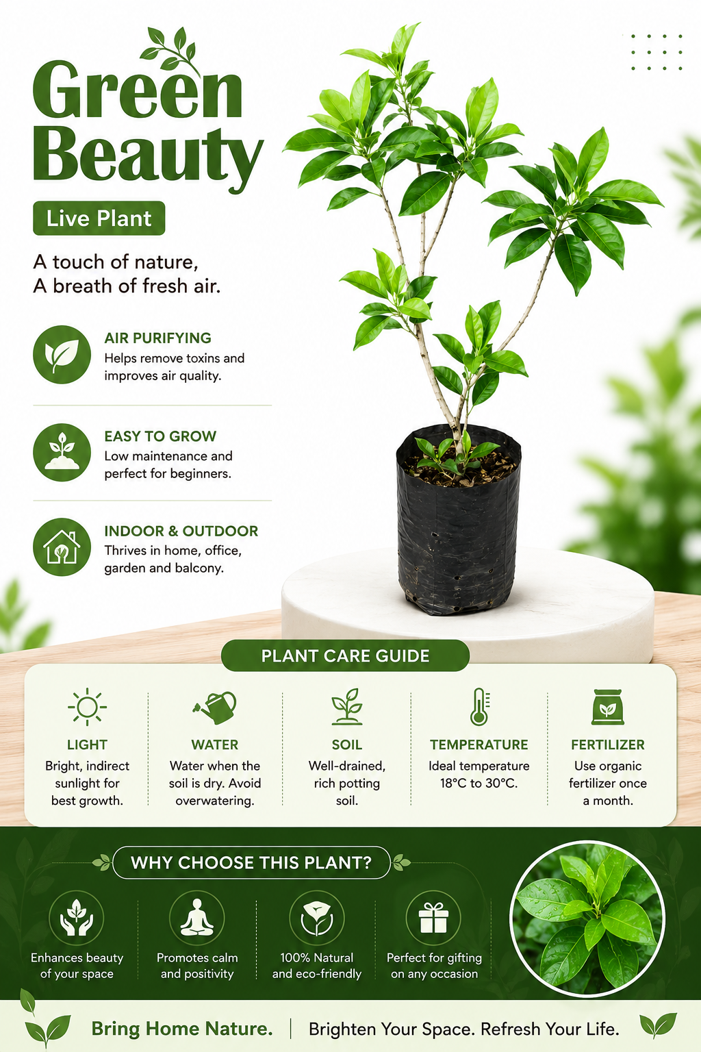 Green Beauty Live Indoor Plant for Home & Office (highbred), Air Purifying Decorative Plant in Grow Bag, Easy-Care Natural Indoor Outdoor Plant for Balcony & Garden