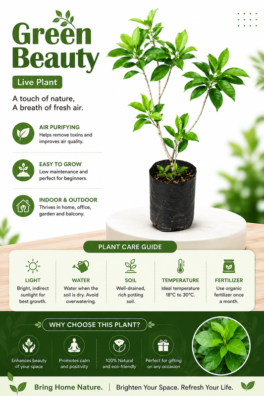 Green Beauty Live Indoor Plant for Home & Office (highbred), Air Purifying Decorative Plant in Grow Bag, Easy-Care Natural Indoor Outdoor Plant for Balcony & Garden