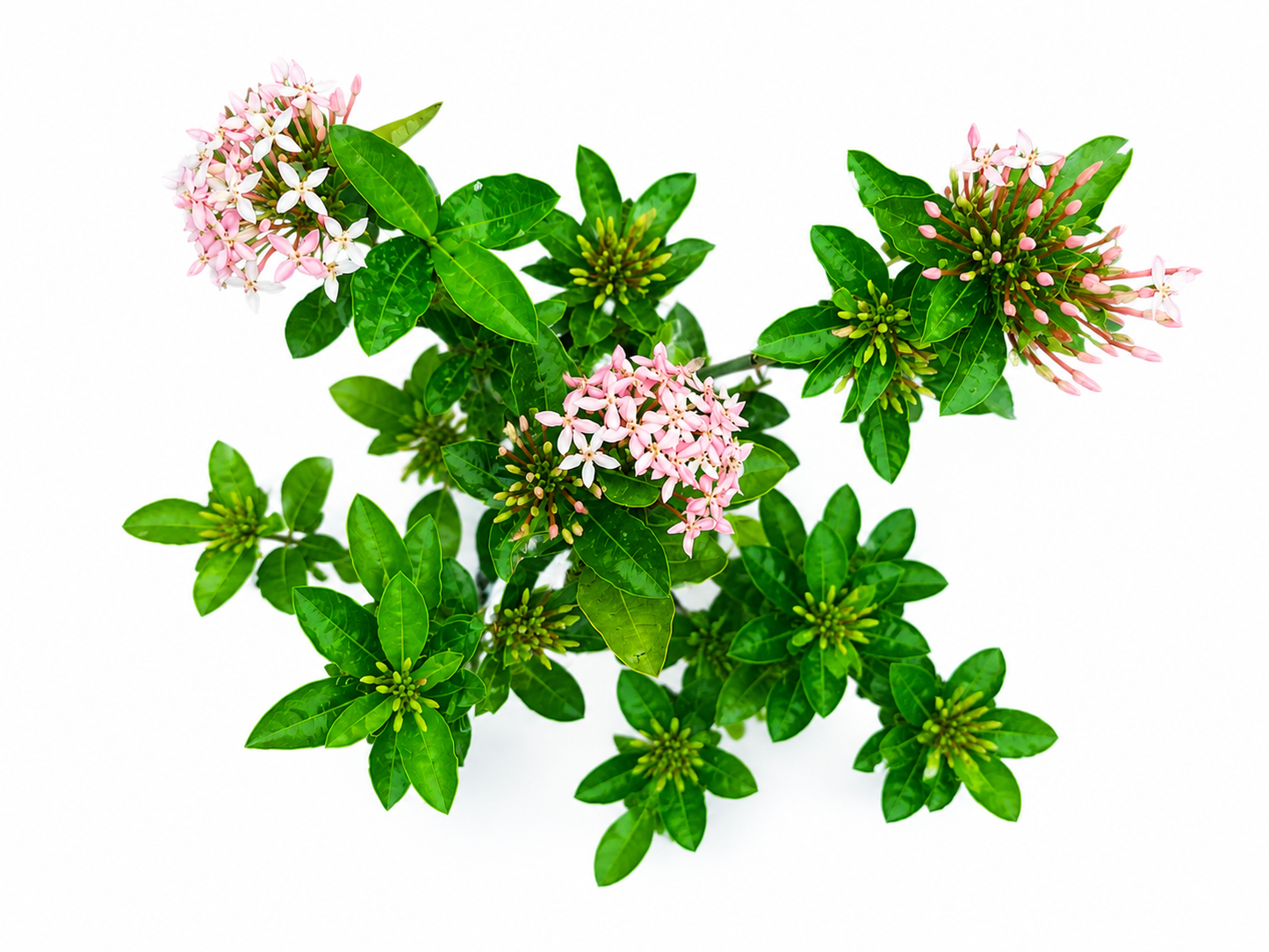 Ixora Pink Flame Live Plant (Ixora coccinea) | Evergreen Flowering Shrub with Pink Blooms | Tropical Ornamental Plant for Garden, Balcony & Landscaping