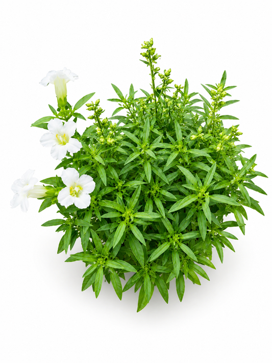 White Ruellia Live Plant | Ruellia Simplex White Flowering Plant | Low Maintenance Ornamental Garden & Pot Plant for Home Landscaping