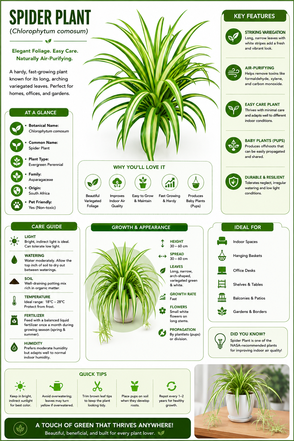 Small Spider Plant Live Indoor Plant | Chlorophytum Comosum Air Purifying Decorative Plant for Home, Office & Balcony | Easy Care Mini Potted Plant