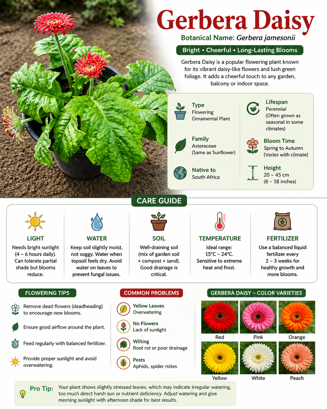 Gerbera Daisy Live Flowering Plant for Home Garden (highbred), Ornamental Indoor & Outdoor Flower Plant in Pot, Long-Lasting Blooming Decorative Garden Plant