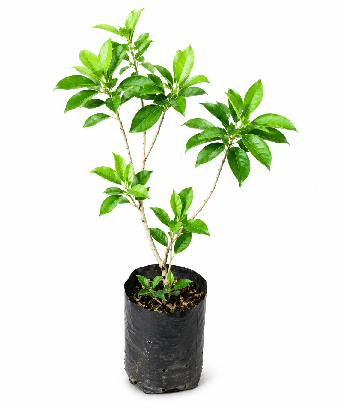 Green Beauty Live Indoor Plant for Home & Office (highbred), Air Purifying Decorative Plant in Grow Bag, Easy-Care Natural Indoor Outdoor Plant for Balcony & Garden