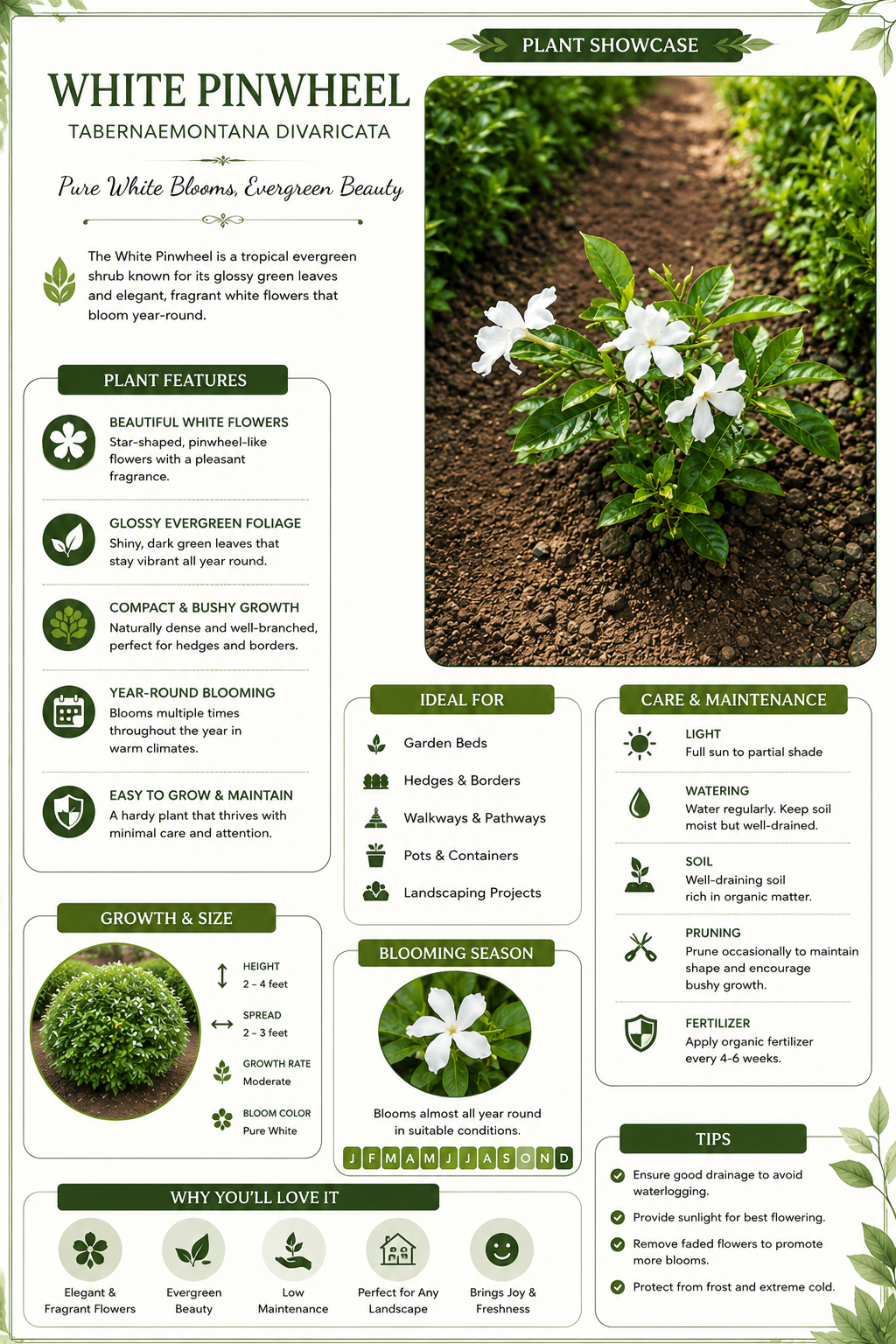 White Pinwheel Plant Live Plant | Tabernaemontana Divaricata Flowering Shrub | Fragrant White Flower Outdoor & Indoor Plant for Garden Decoration