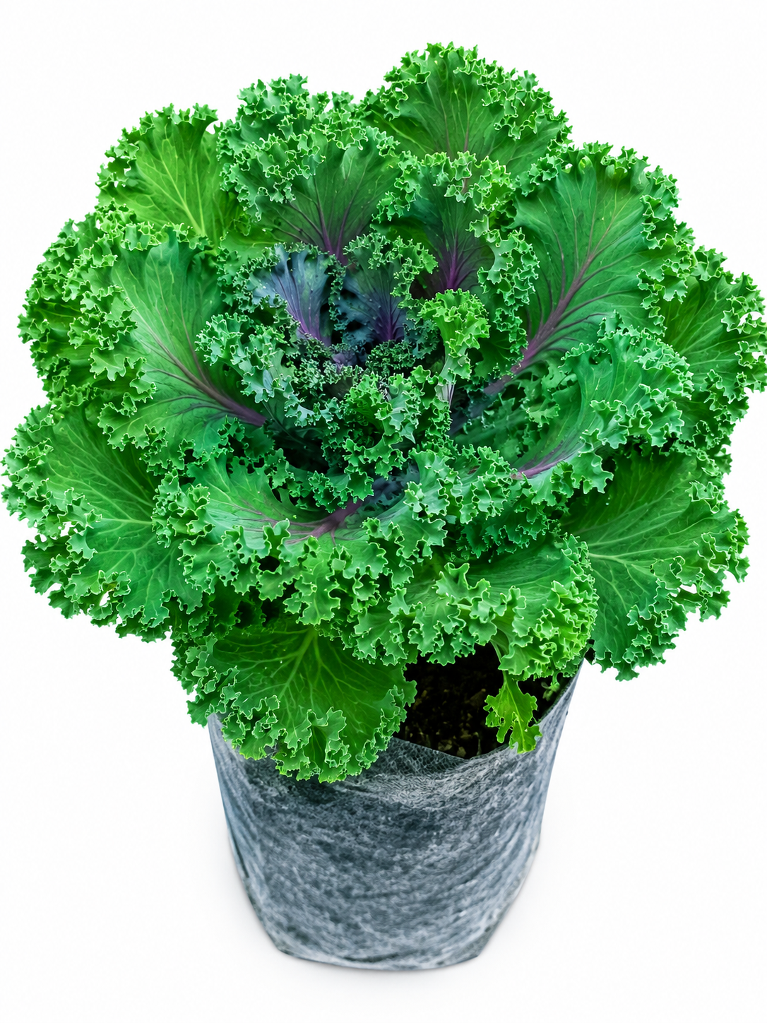 Ornamental Kale Live Plant | Curly Green & Purple Decorative Kale | Cold Hardy Edible Foliage Plant for Pots, Garden Borders & Seasonal Landscaping