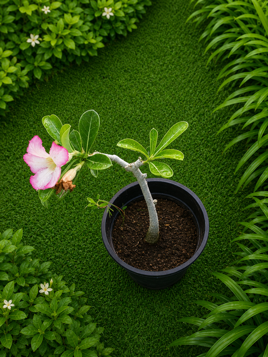 Desert Rose Live Plant (Adenium obesum) | Flowering Succulent Bonsai Plant with Pink Blooms | Low Maintenance Ornamental Plant for Home, Balcony & Garden
