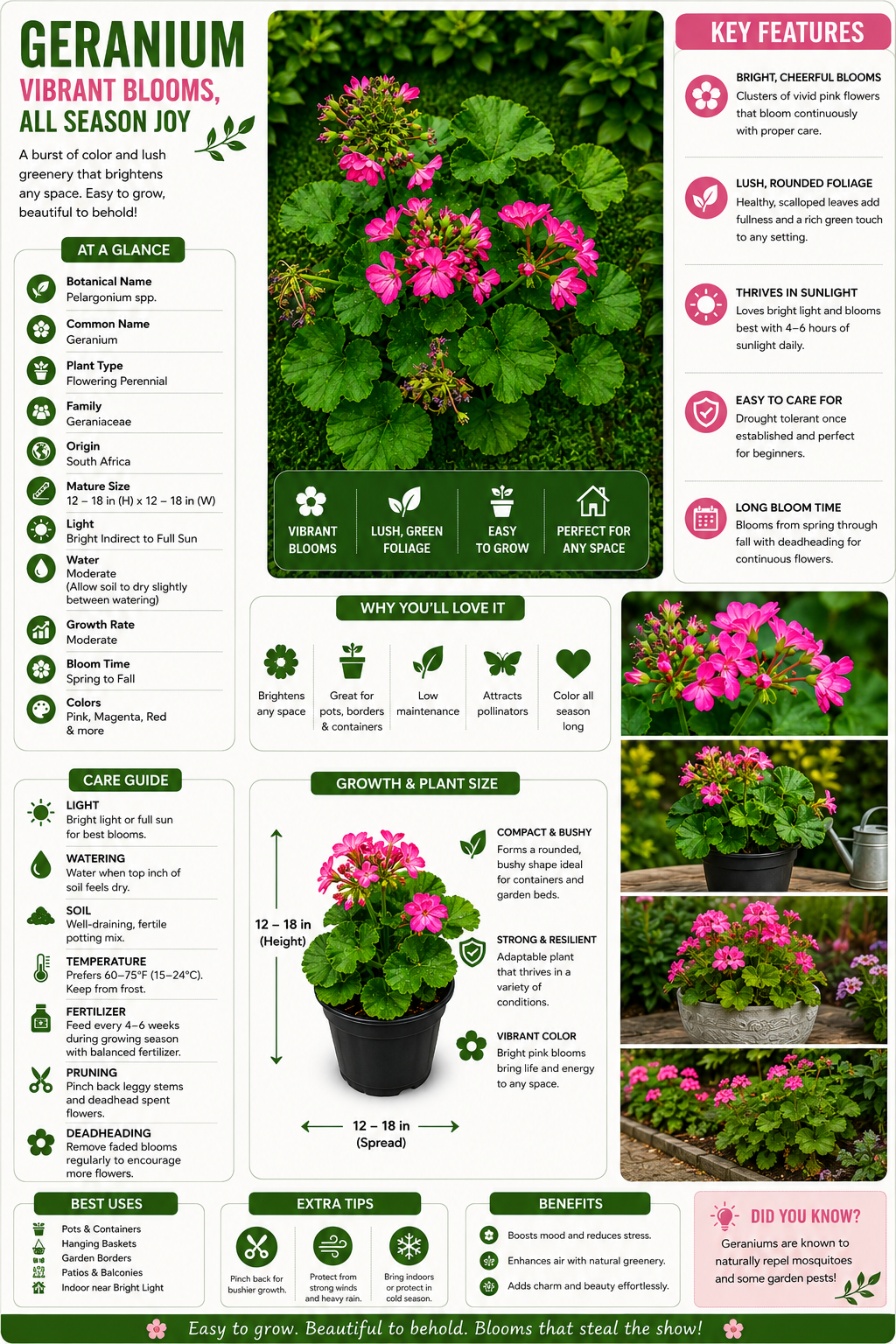 Geranium Live Flowering Plant (Pelargonium spp.) | Bright Pink Bloom Ornamental Plant for Balcony, Pots & Garden | Easy Care Decorative Flower Plant