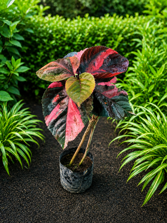 ( Small )Tri-Color Copperleaf Live Plant | Acalephan Wilkesiana Tropical Foliage Plant | Colorful Ornamental Outdoor & Indoor Decorative Plant for Garden, Pots & Landscaping