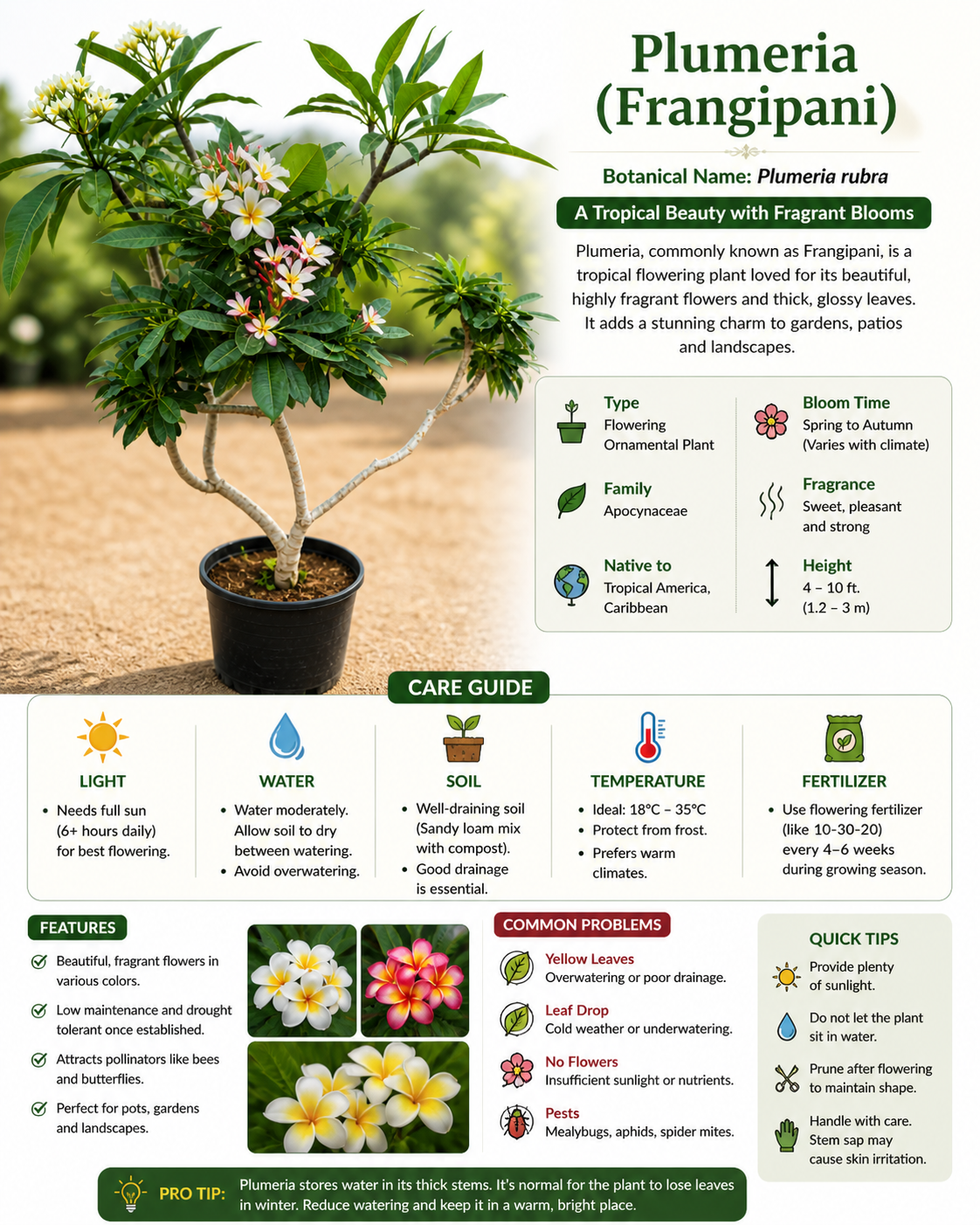 Plumeria Frangipani Live Flowering Plant | Tropical Fragrant Outdoor Ornamental Plant for Garden Patio Balcony Landscape Décor