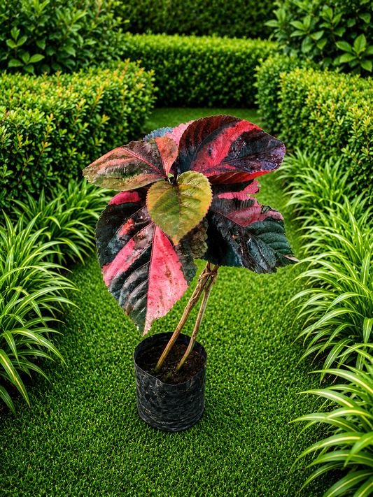 ( Small )Tri-Color Copperleaf Live Plant | Acalephan Wilkesiana Tropical Foliage Plant | Colorful Ornamental Outdoor & Indoor Decorative Plant for Garden, Pots & Landscaping
