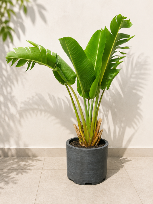 Bird of Paradise Live Plant Indoor Outdoor Tropical Plant in Pot | Large Decorative Air Purifying Plant for Living Room Patio Garden Home Décor