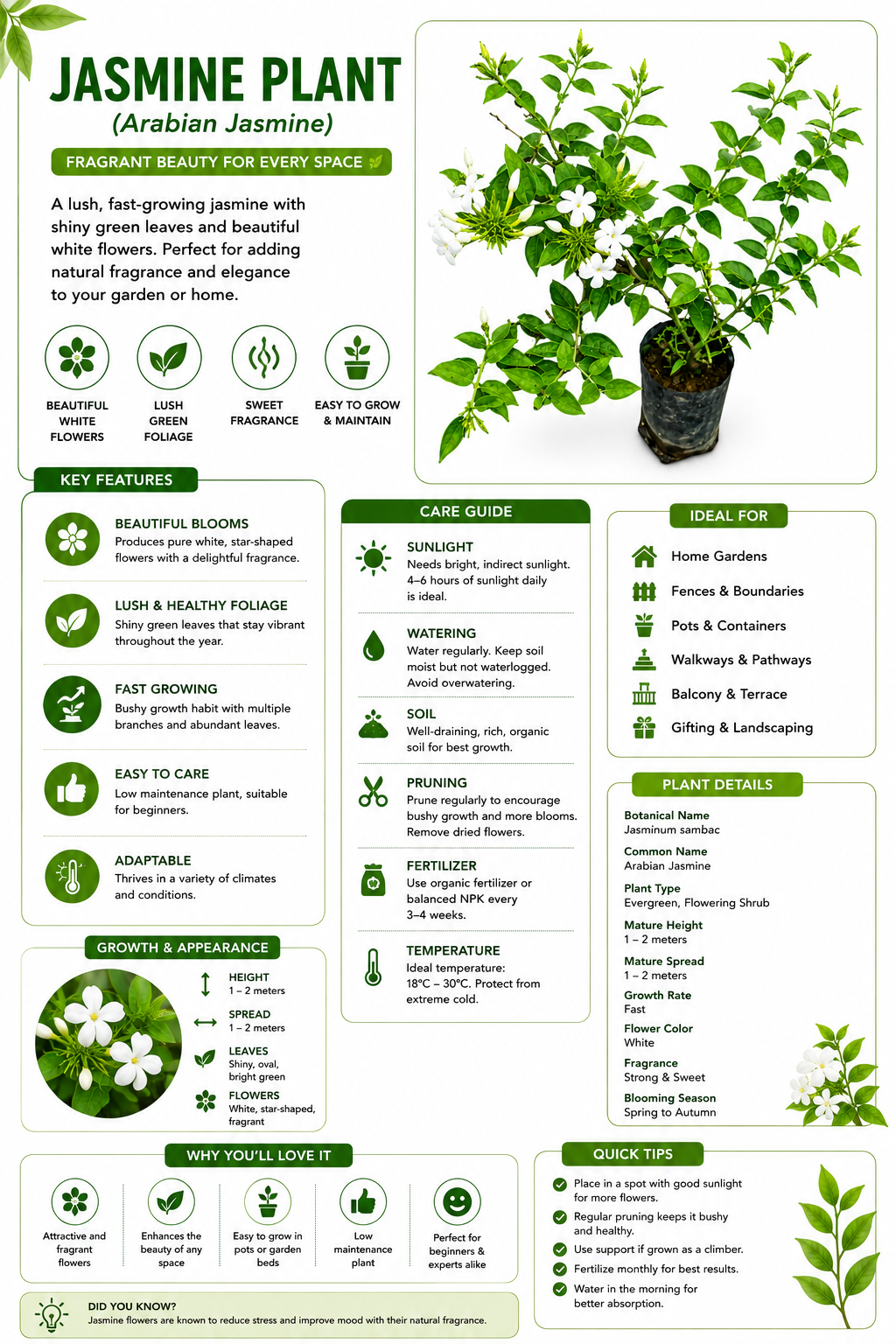 Jasmine Plant Live Plant (Arabian Jasmine) | Fragrant White Flowering Plant for Home Garden, Balcony & Outdoor Decoration | Easy to Grow Evergreen Plant