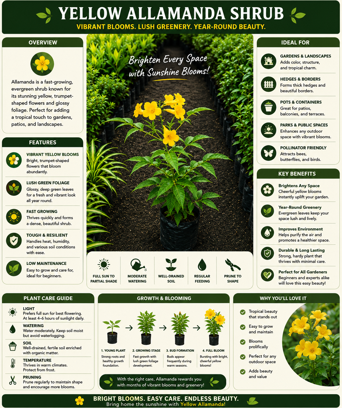 ( Big )Yellow Allamanda Live Plant | Tropical Flowering Evergreen Shrub with Bright Yellow Blooms | Ornamental Outdoor Plant for Gardens, Hedges, Patios & Landscaping