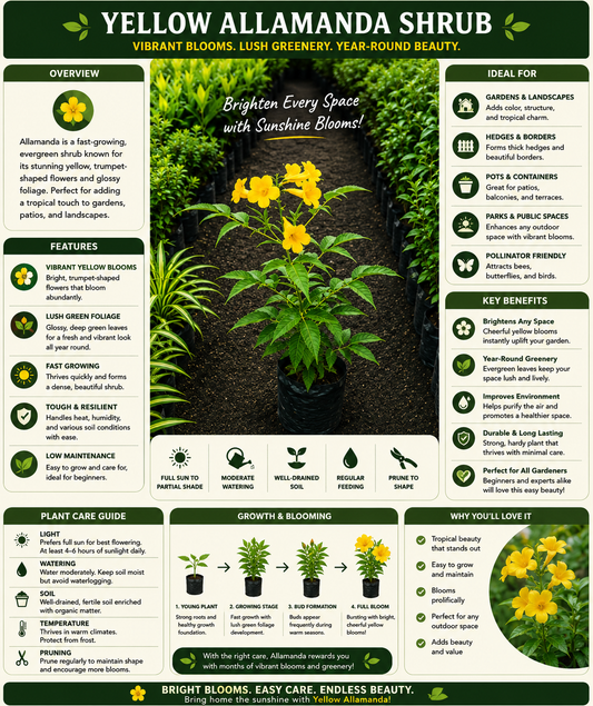 ( Big )Yellow Allamanda Live Plant | Tropical Flowering Evergreen Shrub with Bright Yellow Blooms | Ornamental Outdoor Plant for Gardens, Hedges, Patios & Landscaping
