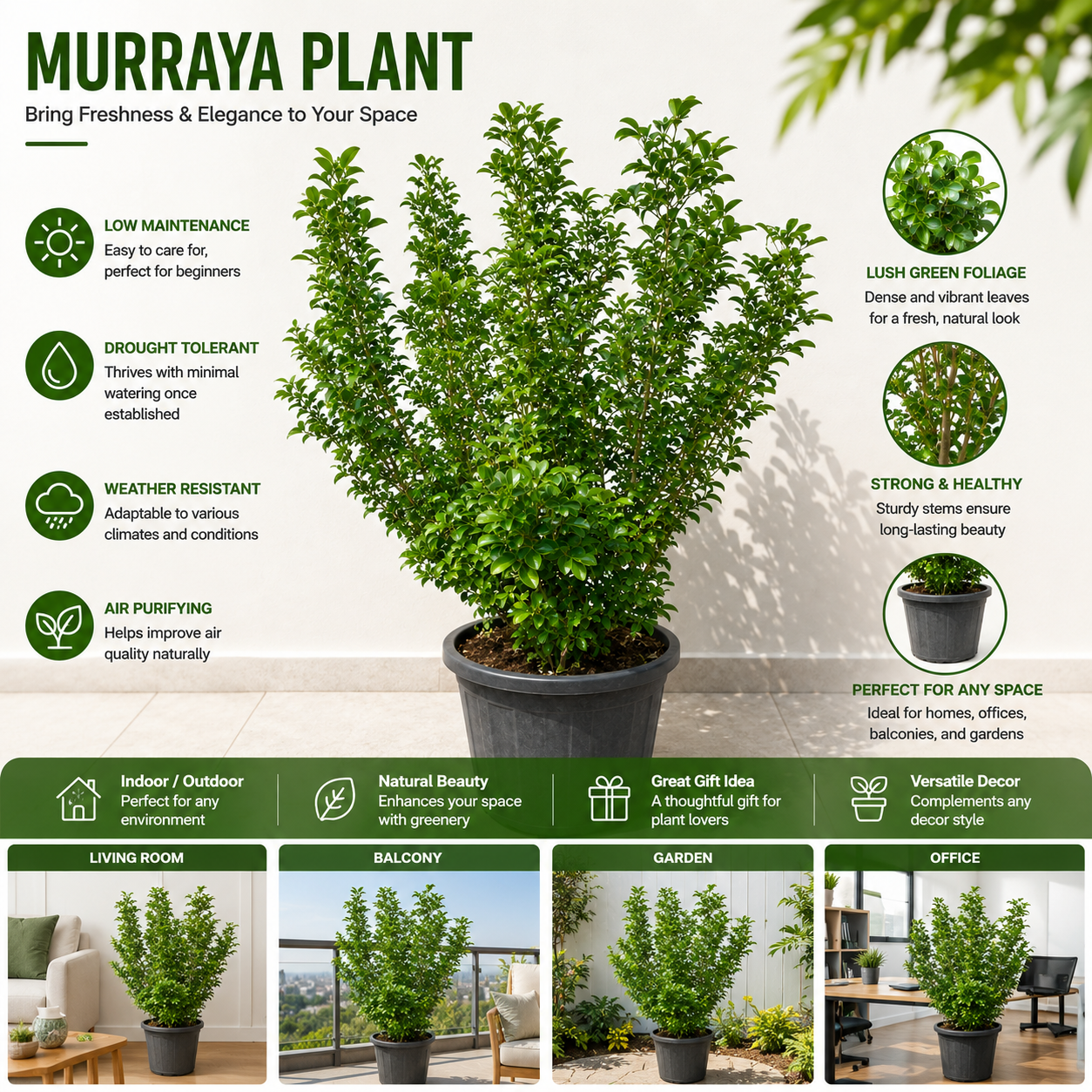 Murraya Plant Live Indoor Outdoor Green Plant in Pot ( small ) | Low Maintenance Air Purifying Decorative Plant for Home Balcony Patio Garden Décor