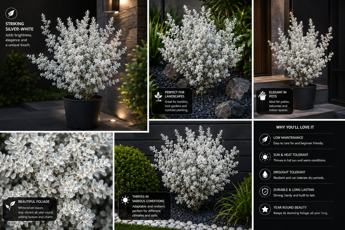 ( Small )White Beauty Silver Foliage Live Plant | Ornamental White Leaf Shrub for Home Garden, Pots & Landscaping