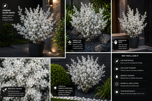 ( Big )White Beauty Silver Foliage Live Plant | Ornamental White Leaf Shrub for Home Garden, Pots & Landscaping | Low Maintenance Evergreen Decorative Plant