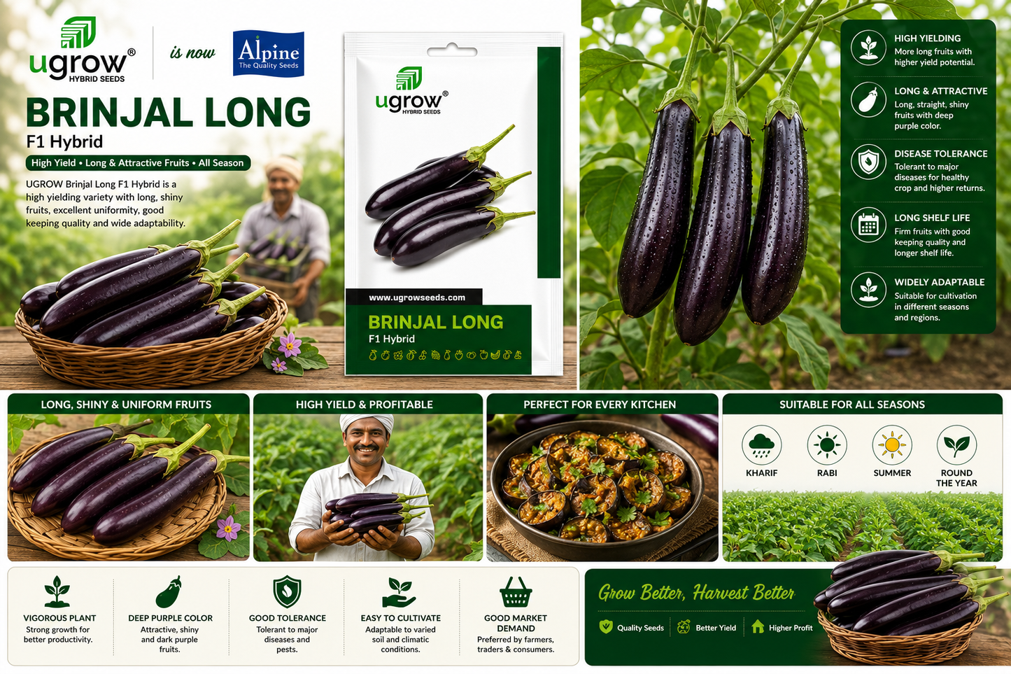 Ugrow Brinjal Long F1 Hybrid Seeds | High Yield Long Purple Eggplant Seeds | Disease Tolerant Hybrid Brinjal Variety | Suitable for Kharif, Rabi & Summer Cultivation