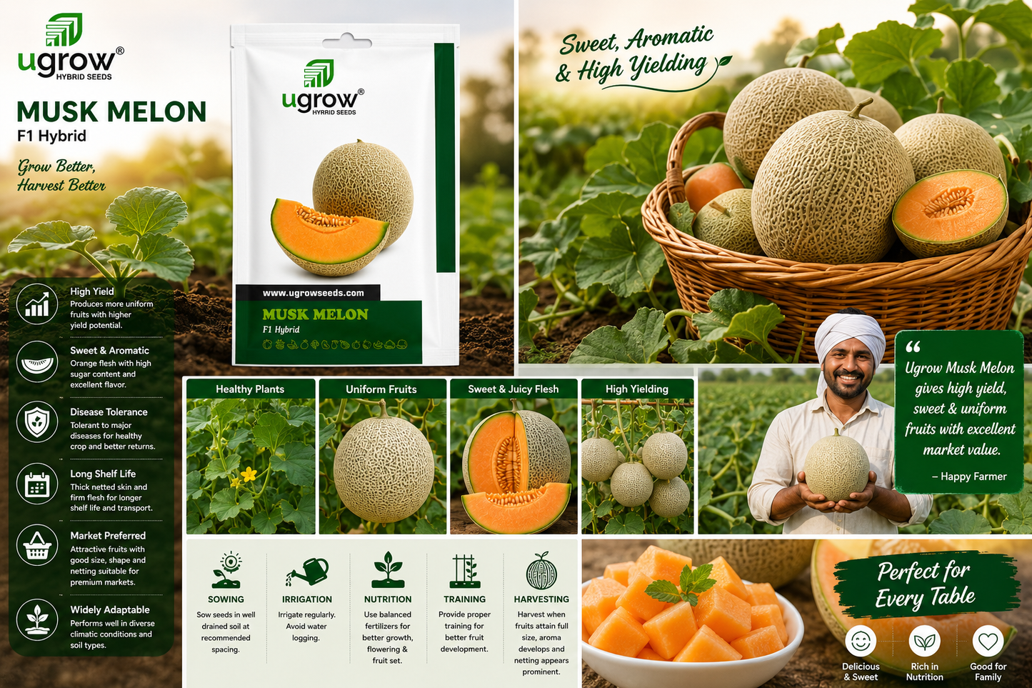 Ugrow Musk Melon F1 Hybrid Seeds | Sweet & Aromatic Muskmelon Variety | High Yield Hybrid Kharbuja Seeds | Uniform Fruits with Excellent Shelf Life for Farming & Home Gardening