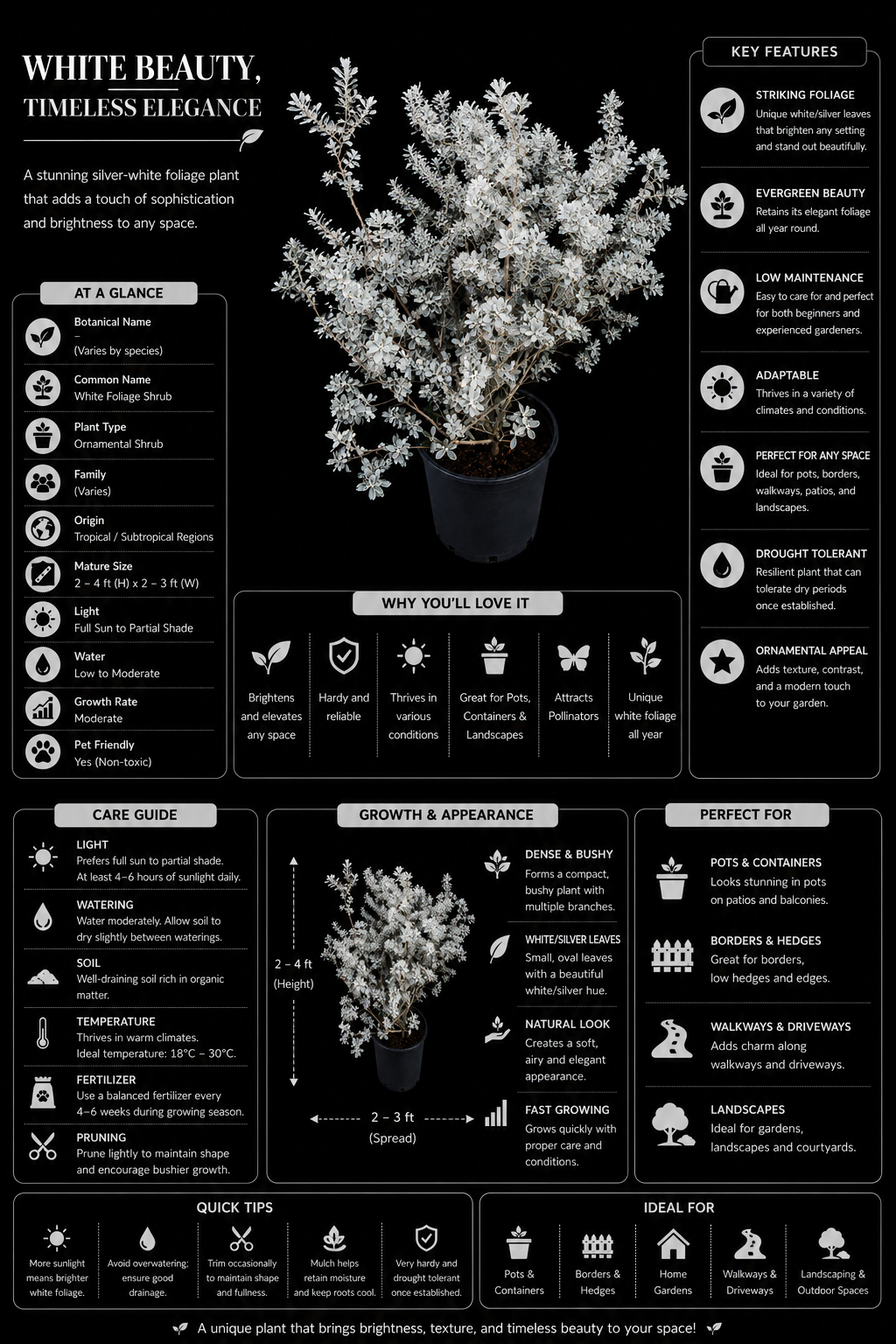 ( Small )White Beauty Silver Foliage Live Plant | Ornamental White Leaf Shrub for Home Garden, Pots & Landscaping